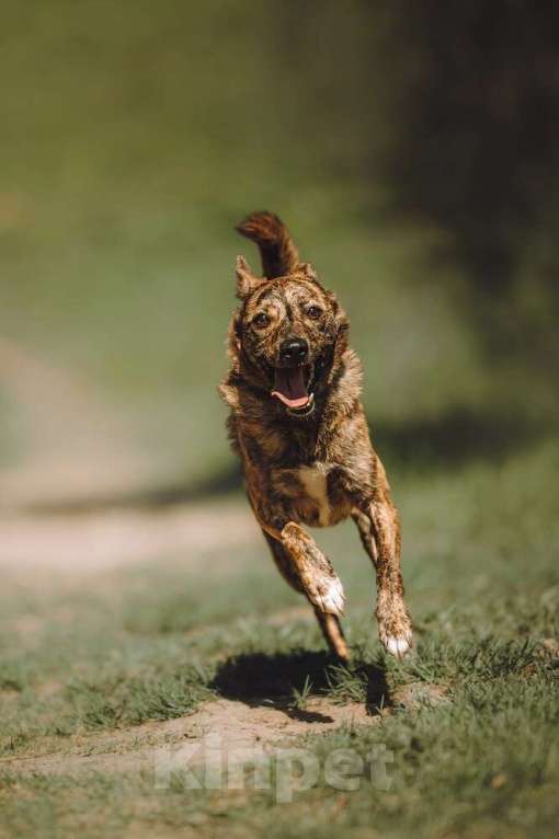 Собаки в Москве: Крошечный Венечка в добрые руки Мальчик, 1 руб. - фото 7