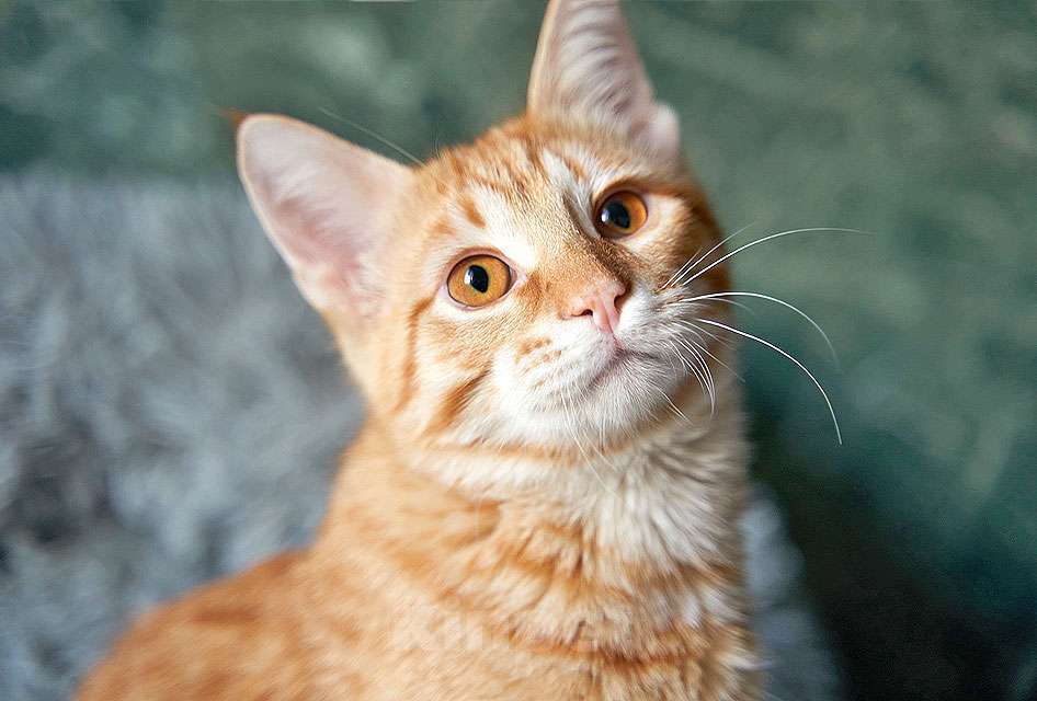 Кошки в Москве: Котёнок Марчелло - рыжее солнышко в добрые руки Мальчик, 10 руб. - фото 6