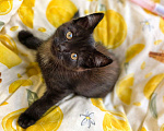 Кошки в Казани: Котёнок в добрые руки Девочка, Бесплатно - фото 1