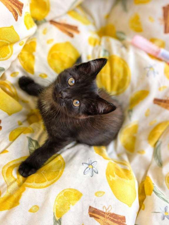 Кошки в Казани: Котёнок в добрые руки Девочка, Бесплатно - фото 1