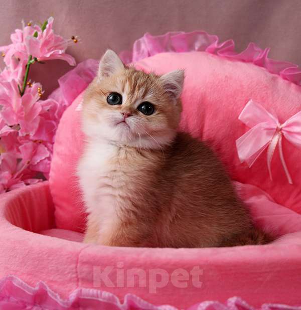 Кошки в других городах Московской области: Шикарная золотая шиншилла Девочка, 50 000 руб. - фото 3