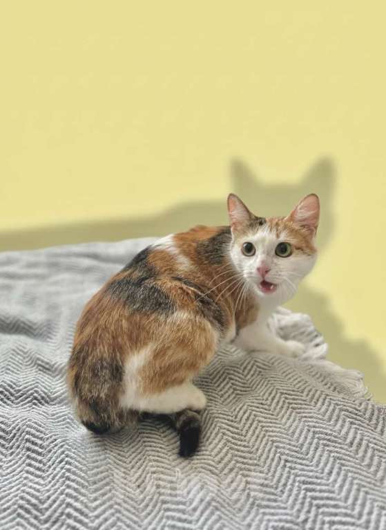 Кошки в Москве: Котенок 10 мес в добрые руки Девочка, Бесплатно - фото 5