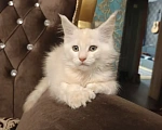 Кошки в Санкт-Петербурге: Котята мейн-кун Мальчик, Бесплатно - фото 2