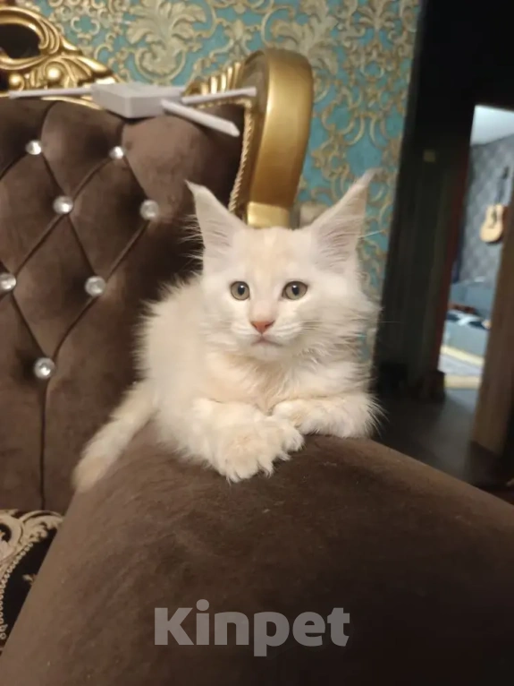 Кошки в Санкт-Петербурге: Котята мейн-кун Мальчик, Бесплатно - фото 2