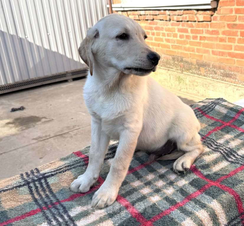 Собаки в Краснодаре: Щенки лабрадора палевые ркф Мальчик, 25 000 руб. - фото 3