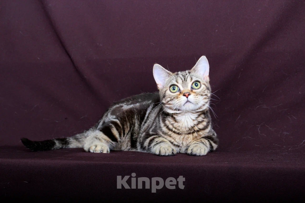 Кошки в Москве: Американский короткошерстный котёнок Мальчик, 70 000 руб. - фото 3