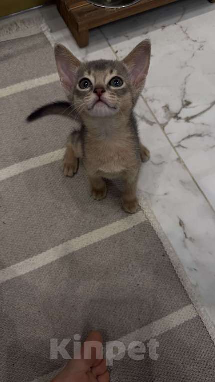 Кошки в Москве: Абиссинский котенок  Мальчик, 40 000 руб. - фото 3