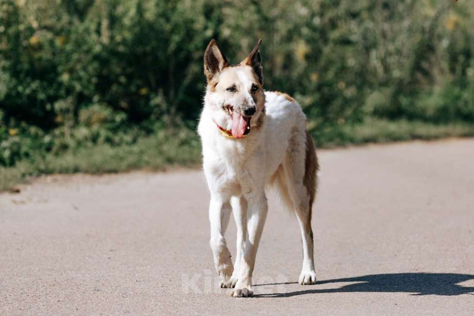 Собаки в Москве: Ириска Девочка, Бесплатно - фото 3