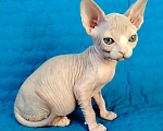 Кошки в Королеве: канадские сфинксята из питомника Мальчик, 60 000 руб. - фото 2