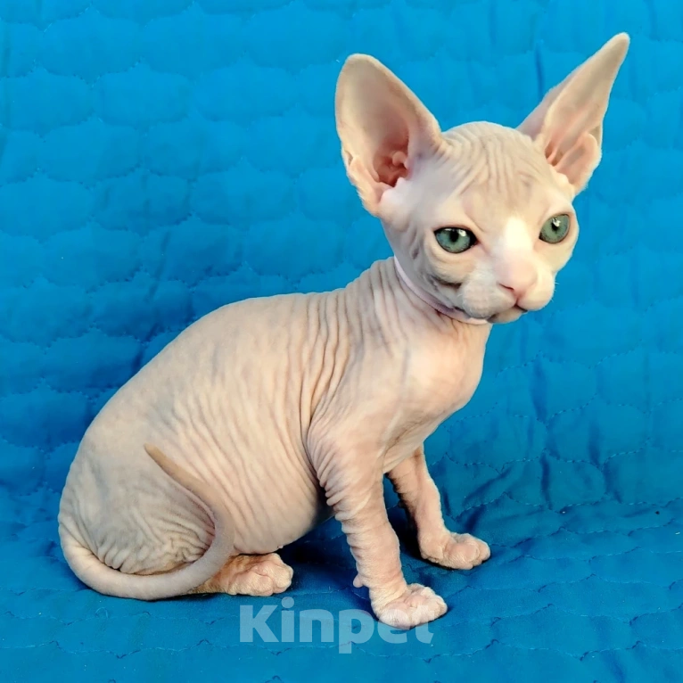 Кошки в Королеве: канадские сфинксята из питомника Мальчик, 60 000 руб. - фото 2