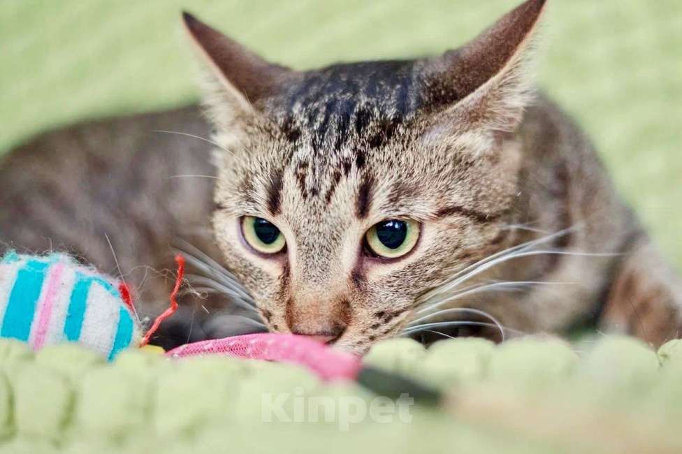 Кошки в Москве: Очаровательный котик Финик в добрые руки Мальчик, Бесплатно - фото 7