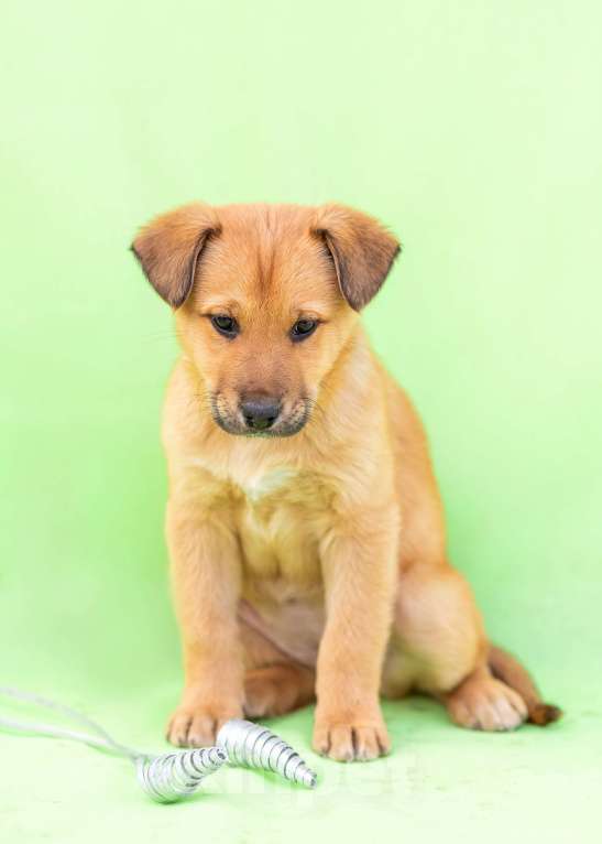 Собаки в других городах Московской области: Щенок Мира в добрые руки Девочка, Бесплатно - фото 4