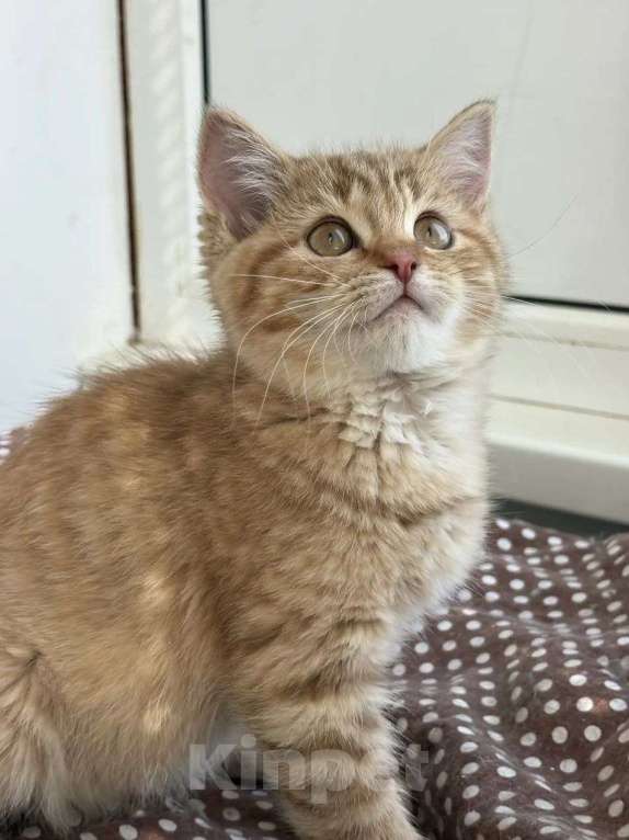 Кошки в Москве: Котенок девочка ищет дом Девочка, Бесплатно - фото 3