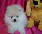 Собаки в Москве: Мини мальчик- померанский шпиц Мальчик, 25 000 руб. - фото 4
