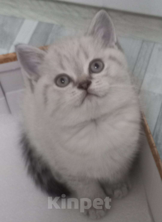 Кошки в Москве: Шотландский мальчик колор поинт страйт  Мальчик, 15 000 руб. - фото 1