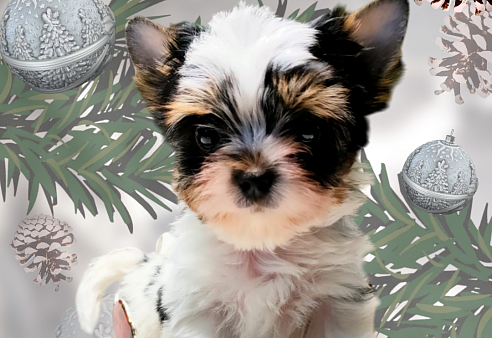 Мини-куколка Патрик