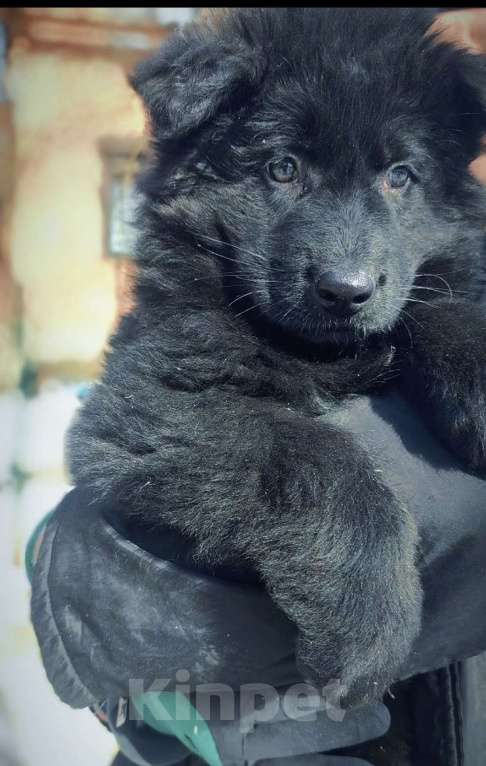 Собаки в Москве: Элитные щенки немецкой овчарки длиношерстные Мальчик, 55 000 руб. - фото 8