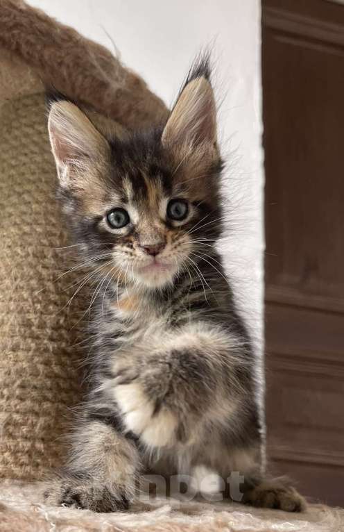 Кошки в Санкт-Петербурге: Малышка Рея Девочка, 40 000 руб. - фото 2