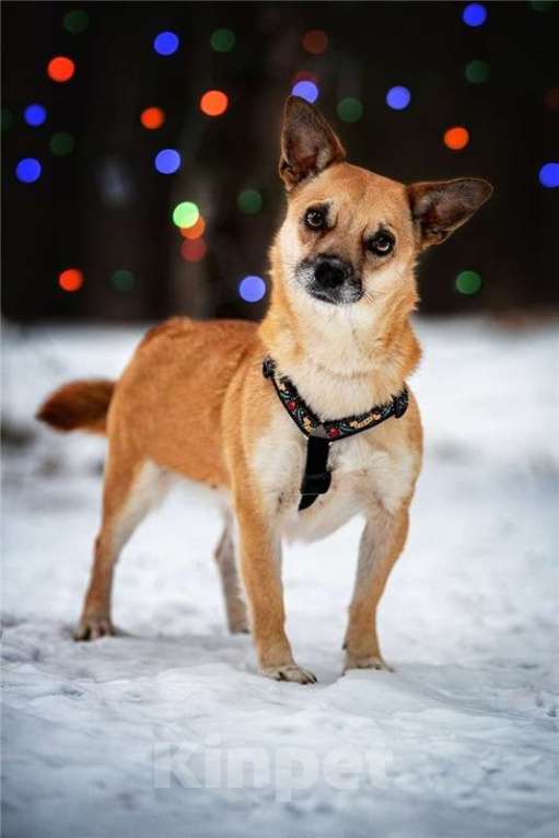 Собаки в Москве: Маленькая собака Сури в добрые руки. Девочка, Бесплатно - фото 6