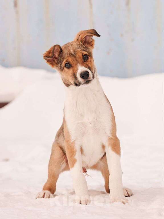Собаки в других городах Московской области: Торрес якутенок Мальчик, Бесплатно - фото 1