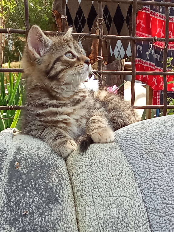 Кошки в Михайловске: 2 котёнка - котик Макс ♥️ и кошечка Веста 🩷 - ищут дом и любимых хозяев Девочка, Бесплатно - фото 1