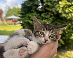 Кошки в других городах Московской области: Котенок в добрые руки Мальчик, Бесплатно - фото 5