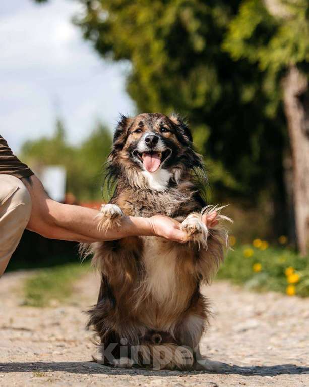 Собаки в Москве: Маленькая собака для квартиры. Эрик ищет дом Мальчик, Бесплатно - фото 4