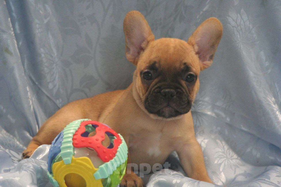 Собаки в Москве: 4 девочки и 1 мальчик Девочка, 65 000 руб. - фото 1