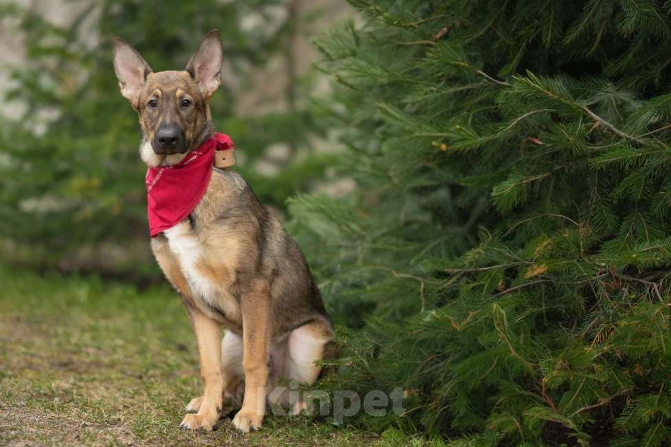 Собаки в Санкт-Петербурге: ИЩУ ЗАБОТЛИВУЮ СЕМЬЮ ДЛЯ СОВМЕСТНОЙ ЖИЗНИ В РАДОСТИ И В ГОРЕ! Мальчик, Бесплатно - фото 3