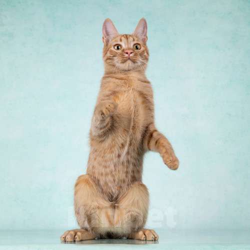 Кошки в Москве: Юна, чудесная ласковая кошечка-подросток ищет дом Девочка, 10 руб. - фото 2