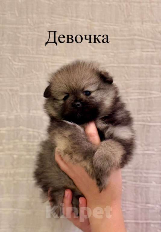 Собаки в Москве: Померанский шпиц Девочка, 29 000 руб. - фото 2