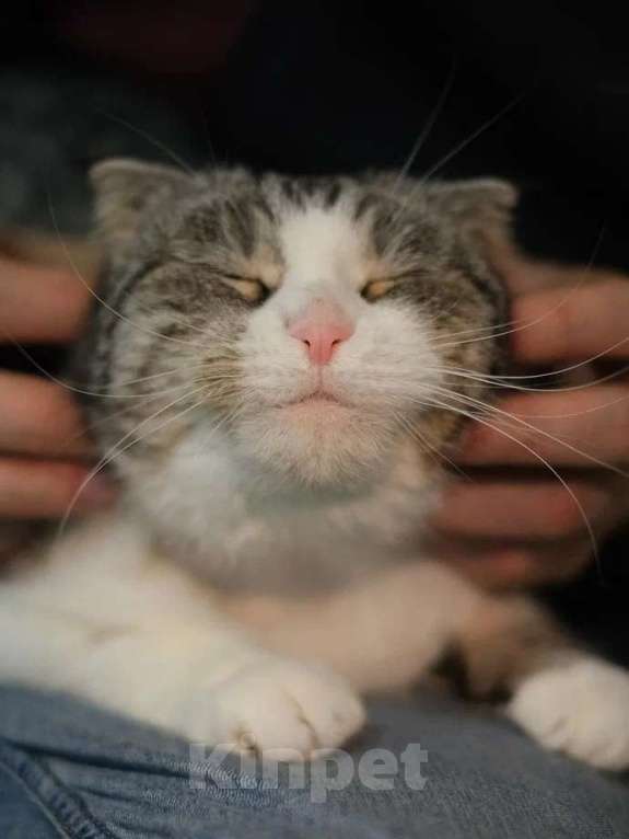 Кошки в Санкт-Петербурге: Ласковая Зена из приюта в добрые руки Девочка, Бесплатно - фото 3