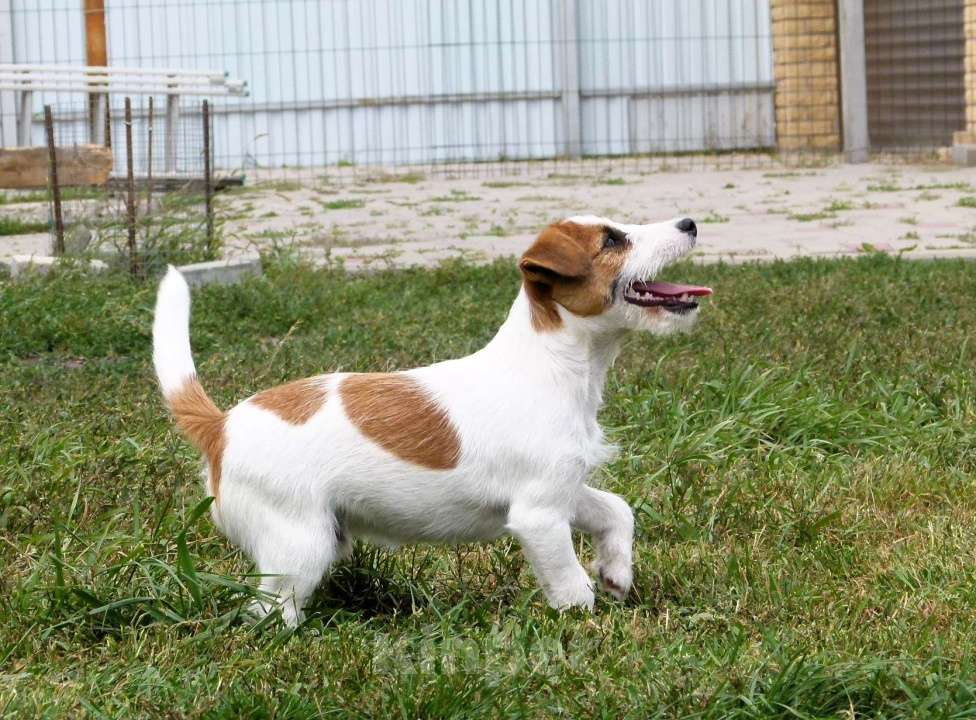 Собаки в других городах Ростовской области: Джек Рассел Терьер Мальчик, 30 000 руб. - фото 3