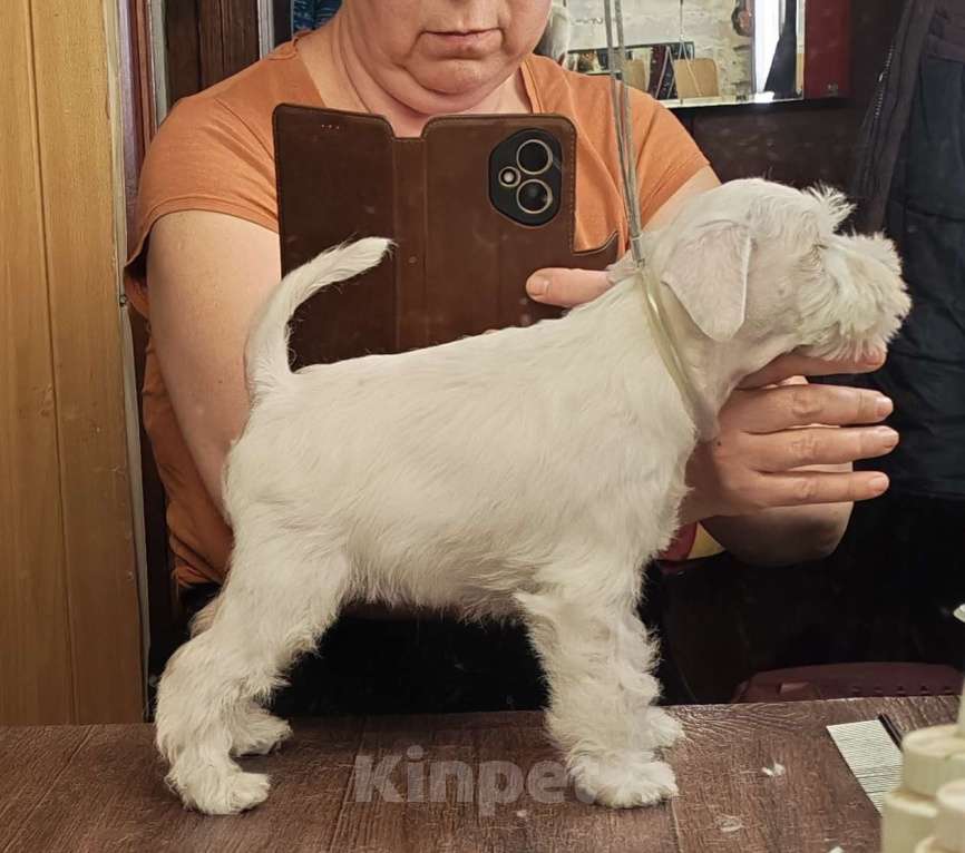 Собаки в Воронеже: Щенки цвеогшнауцера Разнополые, Бесплатно - фото 2