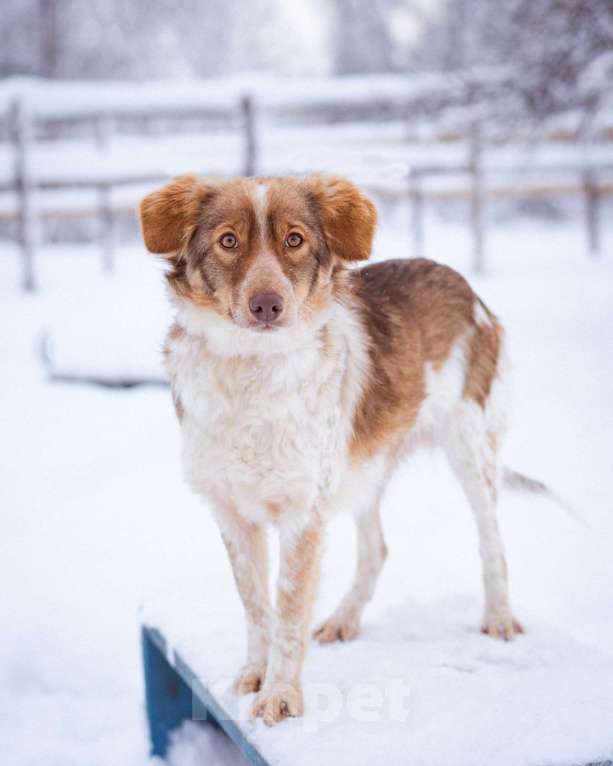 Собаки в Москве: Феня, 1 год, вес 10 кг Девочка, Бесплатно - фото 5