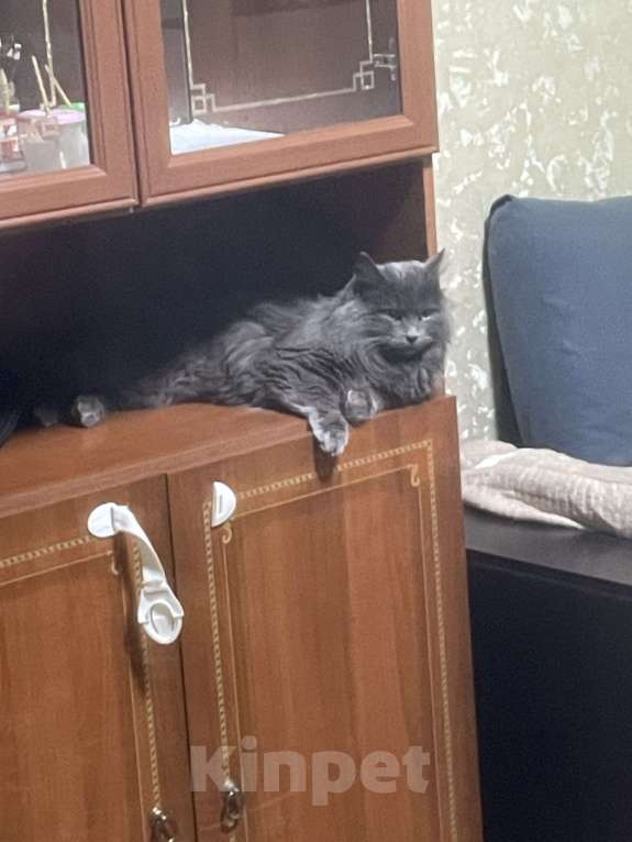 Кошки в Ростове-на-Дону: ‼️Пропала кошка ‼️ Девочка, 1 500 руб. - фото 2