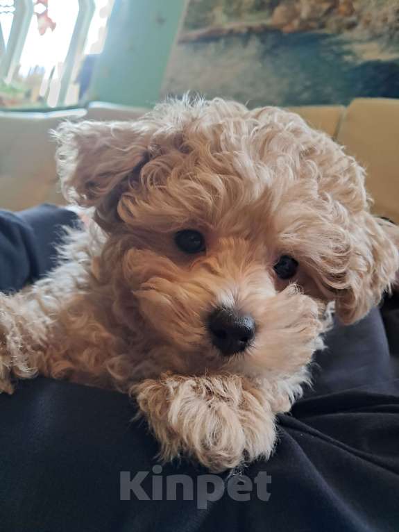 Собаки в Сочи: Щенки Примиум класса Мальчик, 150 000 руб. - фото 6