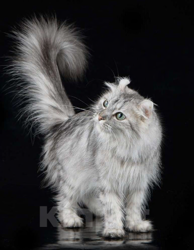 Собаки в Санкт-Петербурге: Девочка среднего пуделя,белого окраса Девочка, 150 руб. - фото 7