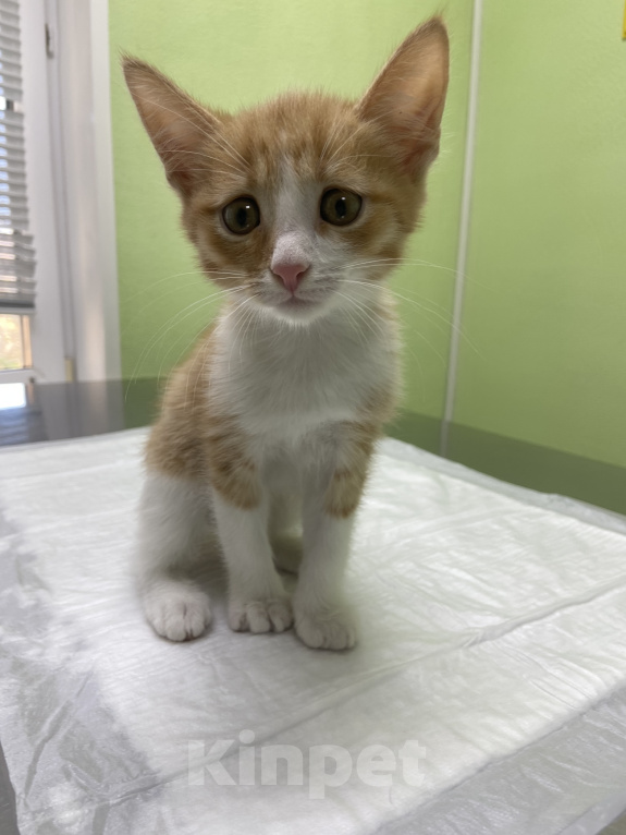 Кошки в Уфе: Рыжий котенок Мальчик, Бесплатно - фото 1