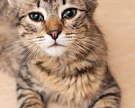 Кошки в Москве: Красавец Вениамин, ласковый и умный котенок-подросток в добрые руки Мальчик, Бесплатно - фото 2