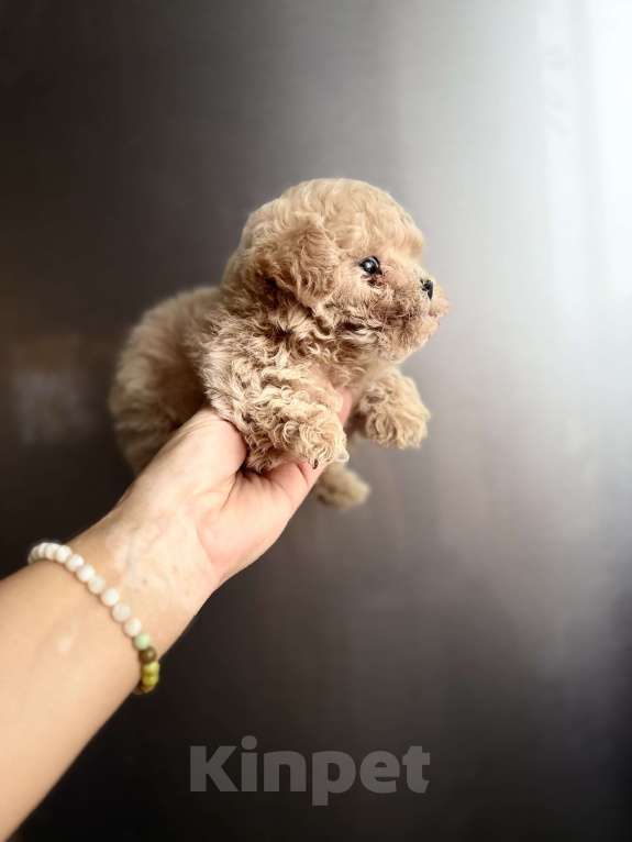 Собаки в Ростове-на-Дону: Мальтипу девочка мини Девочка, 100 000 руб. - фото 3