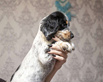 Собаки в Рязани: Щенок девочка 1 Девочка, 15 000 руб. - фото 2