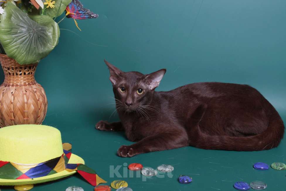 Кошки в Москве: Ориентал шоколадный на вязку Мальчик, 2 500 руб. - фото 2