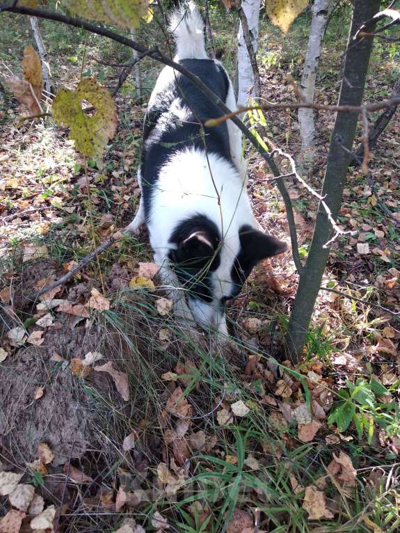 Собаки в Казани: Русско-европейская лайка  Девочка, Бесплатно - фото 6