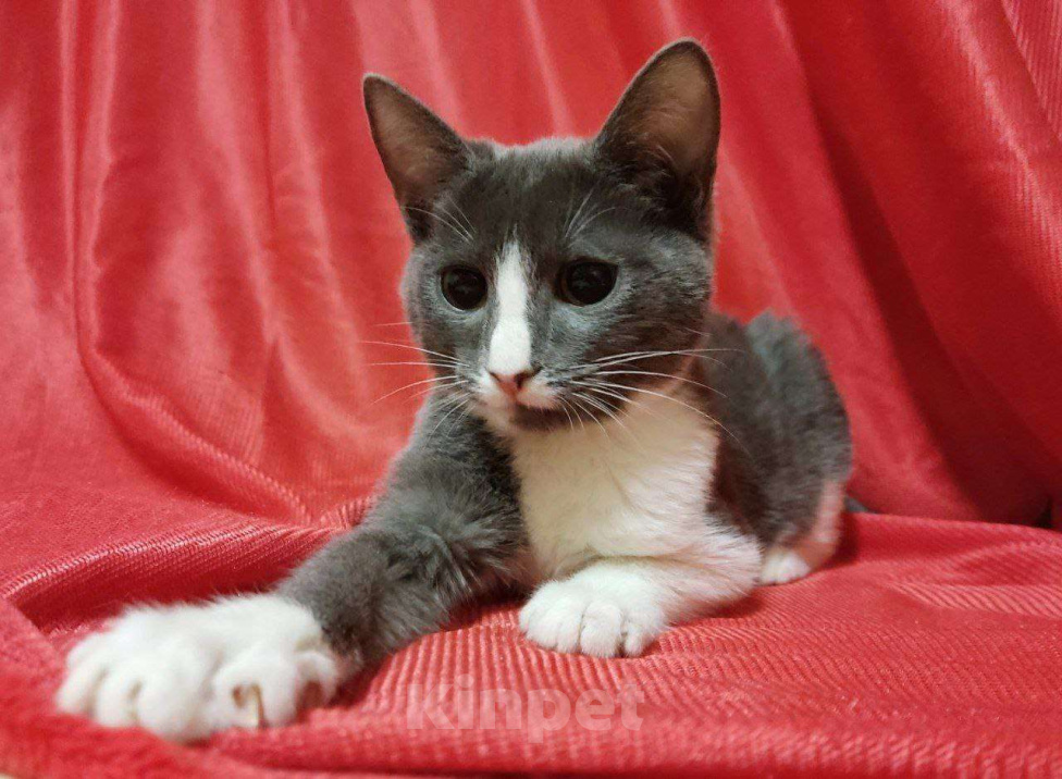 Кошки в Москве: Чудесная Нино ищет дом Девочка, Бесплатно - фото 3