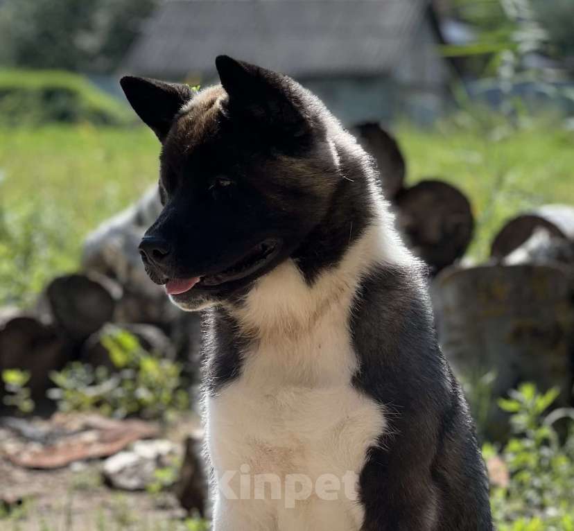 Собаки в Дубне: Щенок американской акиты Мальчик, 30 000 руб. - фото 4