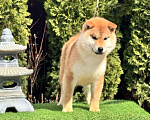 Собаки в Москве: Сиба-ину мальчик щенок Мальчик, 50 000 руб. - фото 1