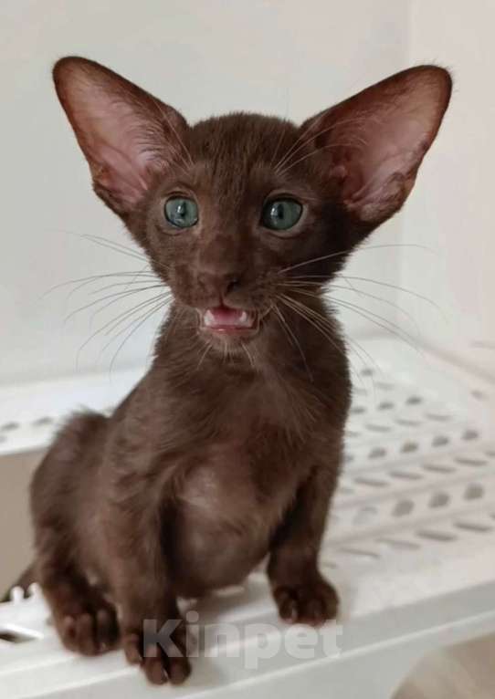 Кошки в Краснодаре: Ориентальная малышка Девочка, 80 000 руб. - фото 4