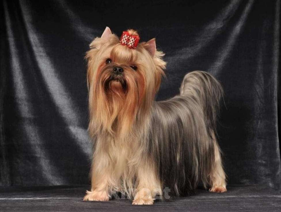 Собаки в Москве: Щенок йоркширского терьера Мальчик, 55 000 руб. - фото 2