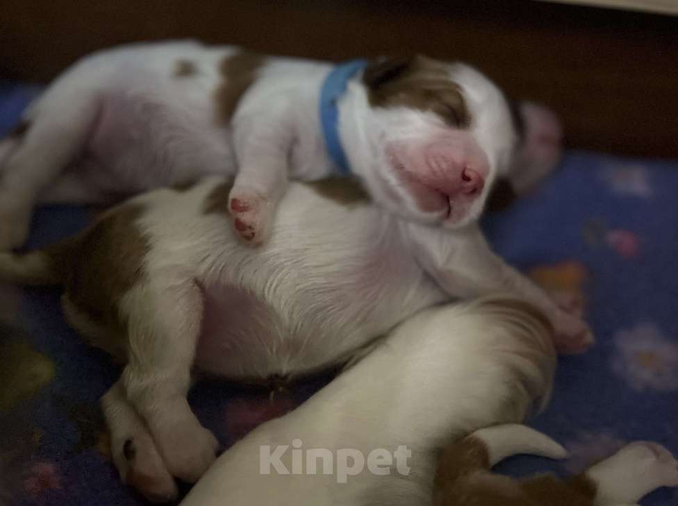 Собаки в Комсомольске-На-Амуре: Щенки благородного происхождения  Девочка, 130 000 руб. - фото 4
